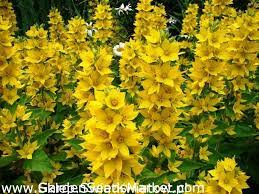 Crown imperial fritillary (fritillaria imperialis): Dotted Loosestrife Large Yellow Loosestrife Spotted Loosestrife 900 Seeds Garden Seeds Market Free Shipping
