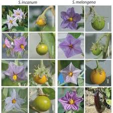 Image result for Solanum cyaneopurpureum