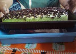 Salah satu kreasi kue bolu kukus yang wajib anda coba adalah bolu kukus ubi. Resep Bolu Kukus Sederhana Satu Telur Bring Back Memories Resep Enyak
