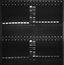 Image result for Rauvolfia mombasiana