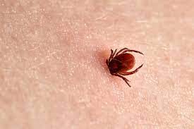 Căpușele sau ixodidele (ixodida) sunt un ordin de acarieni ectoparaziți ai reptilelor, păsărilor și mamiferelor, cu mod de hrănire obligatoriu hematofag și intermitent, și cu o importanță deosebită din punct de vedere medical și veterinar. Cum Se Scot CÄpuÈele Metode Rapide Care Te Feresc De Pericole Libertatea