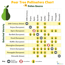 Pollination Charts For Fruit Bearing Trees And Shrubs My