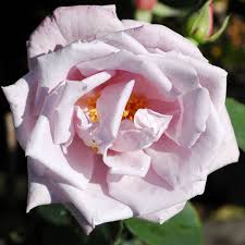 Tu es responsable pour toujours de ce que tu as apprivoisé. La Rose Du Petit Prince Rose Blau Mauve Ca 150cm Delbard 2008 Rosa La Rose Du Petit Prince Online Bestellen