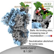 There's not a lot of data yet. Evidence Of Escape Of Sars Cov 2 Variant B 1 351 From Natural And Vaccine Induced Sera Sciencedirect