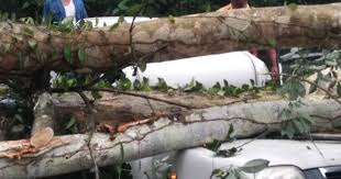 Cara menghilangkan getah pokok pada kereta. Wanita Maut Kereta Dihempap Pokok Getah