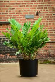 Image result for Zamia