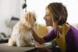 How To Sedate A Dog For A Haircut Cuteness Detangler Spray Matted Dog Hair Dog Grooming Tips