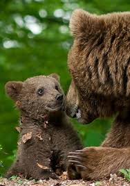 Animal News Cute Wild Animals Animals Animals Beautiful