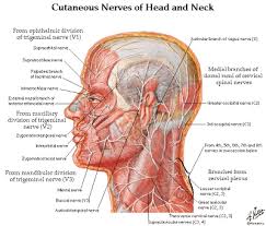 The neck is the area between the skull base and the clavicles. Pin On Muscles Nerves Human Anatomy