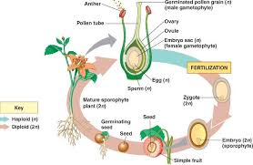 Picture Plant Life Cycle Biology Teacher Biology
