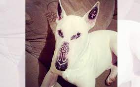 The meanings for dog tattoos mostly revolve around love and affection for a companion, and that is pretty cool. Tattooed Dog Photos Prompt Animal Welfare Concerns