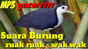Mikat burung wak wak/kareo padi/burung sawah mondar mandir dulu baru nyangkut di jerat racik burung ruak wak nya, kali ini. Suara Burung Wak Wak Burung Ruak Ruak Terbaik Gacor Youtube