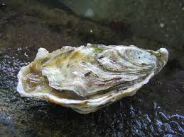 Huitre Creuse Du Pacifique Crassostrea Gigas Aussi Appelee Huitre Japonaise Huitres Animaux Aquatiques Le Pacifique