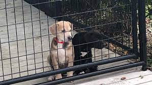 Pet adoption, spay neuter and microchip clinics to name a few. Cmpd Animal Care Control Asking For Emergency Foster Homes