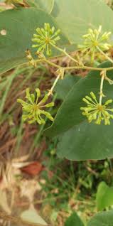 Image result for Smilax anceps