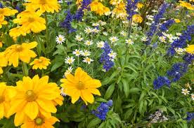 These perennial plants will flower throughout the summer months. The Best Perennial Flowers That Bloom From Spring To Fall Guide