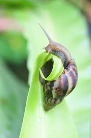 Consider using more than one method for better control and unless your neighbors do the same, any. How To Get Rid Of Garden Slugs And Snails