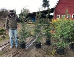 We did not find results for: Leyland Cypress Trees Available In Washington State We Deliver And Plant