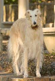Russischer windhund, barzoi, russischer wolfshund (de); 330 My Heart Belongs To Borzoi Ideas Borzoi Russian Wolfhound Sighthound