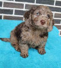 Pin On Dachapoo Puppies