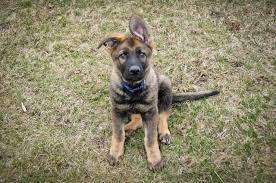 First recognized by the akc in 1908, it ranks 2nd on the list of most registered breeds in the united states of america. German Shepherd Dog Puppy Dog For Sale In Findlay Ohio