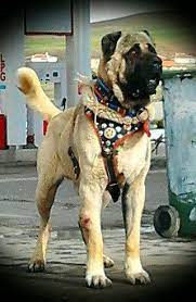 turkish kangal sheppard dog national dog of turkey great dogs bred to guard livestock kangal kopegi kopek turleri evcil hayvanlar