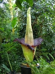 Mehr informationen gibt es auf. Titanwurz Amorphophallus Titanum Bluht Erneut Im Okologisch Botanischen Garten Der Neue Wiesentbote