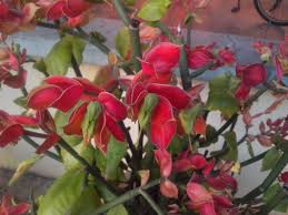 David's day!, spring is coming!, happy spring. Euphorbia Coalcomanensis Or Little Bird Flower This Plant Purportedly Bring Good Luck During Chinese New Year Euphorbia Beautiful Flowers Flowers