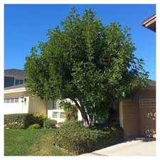 Image result for Cupaniopsis