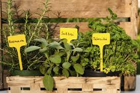 In unserem garten in baalberge, einem ortsteil von bernburg an der saale, finden wir inspiration zu neuen produkten. Krauter Im Topf Selber Ziehen So Gelingt S Gemusegarten Und Krauter Garten