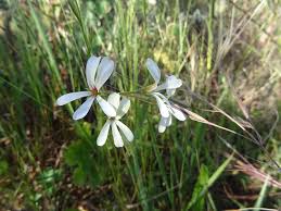 Image result for Pelargonium alchemilloides