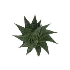 Image result for Haworthia limifolia