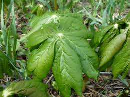 Edible wild plants in oklahoma. Mayapple Pictures Flowers Leaves Identification Podophyllum Peltatum