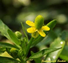 Image result for Ranunculaceae