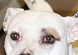 The toledo humane society has hundreds of dogs, cats, puppies, kittens, and pocket pets looking for the day of your visit, you will meet with one of the adoption counselors to go over the adoption form, your new pet's medical history, and go over any questions you may have. Lucas County Dogs For Adoption 8 6 The Blade