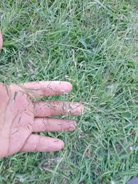 Image result for Eragrostis punctiglandulosa