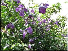 Check out our butterfly clematis selection for the very best in unique or custom, handmade pieces from our shops. Clematis Viticella Little Bas Clematis Flower Garden Plants