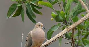 Common Backyard Birds In Arizona Lists Photos Id What Birds Are In My Backyard
