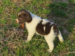We try not to have brittany puppies during hunting season! Brittany Spaniel Puppies For Sale Near Me 2021 At Puppies Api Ufc Com