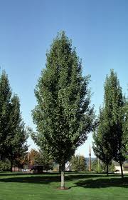 When young this tree shoots upward in a conical shape, but as it ages it gains a canopy. Chanticleer Pear Glover Nursery Landscaping Trees Flowering Pear Tree Street Trees