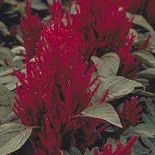 Amazing Grains Ornamental Grasses Japanese Plants Organic Gardening