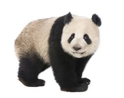 Jo taraki karna chahte hain. Panda Definition And Meaning Collins English Dictionary