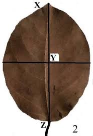 Image result for Bridelia brideliifolia