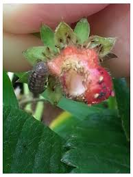 We did not find results for: Roly Poly Strawberry Eaters