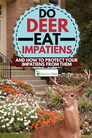 Landscape plants rated by deer resistance. Do Deer Eat Impatiens And How To Protect Your Impatiens From Them Garden Tabs