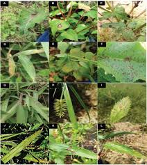 Image result for Aeschynomene minutiflora