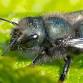 FREE Seminar: Mason Bees event image