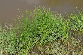 Image result for Schoenoplectiella senegalensis