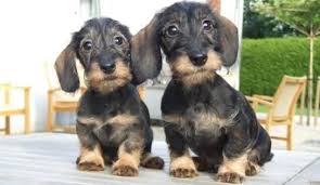 Black And Brown Dachshund Mix Fantasy Games Espn Wire Haired Dachshund Dachshund Puppies Cute Dogs