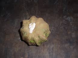 Image result for Landolphia camptoloba